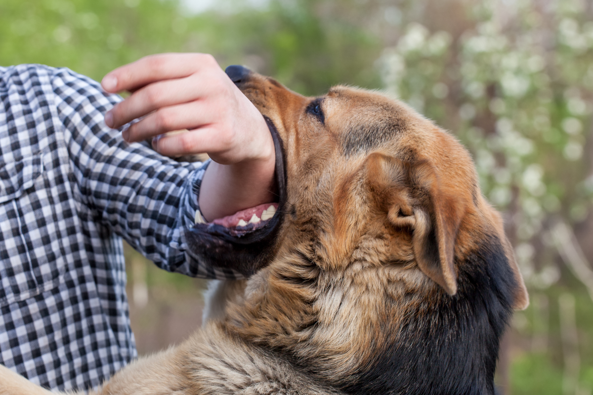 Dog Bite Laws in the U.S.