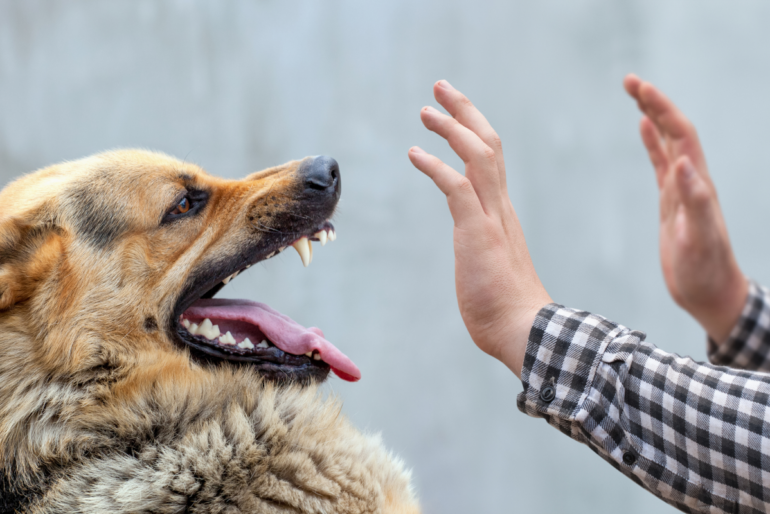 Dog Bites Laws in California