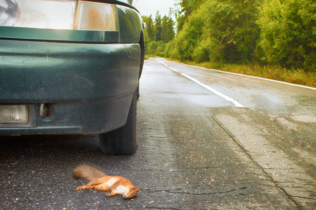 California Car Accident Laws Involving Animals