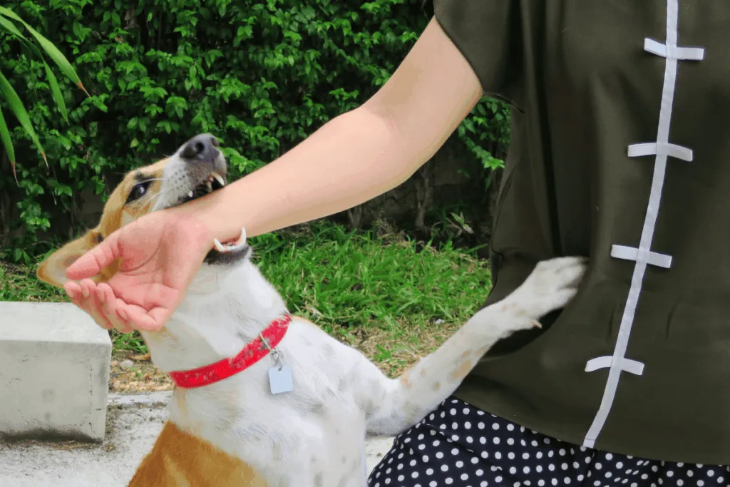 What to Do After a Dog Bite: Steps to Protect Your Rights