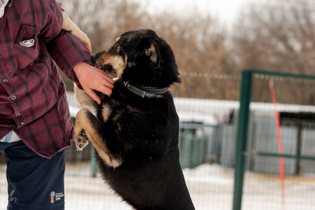 Dog Owner Liability