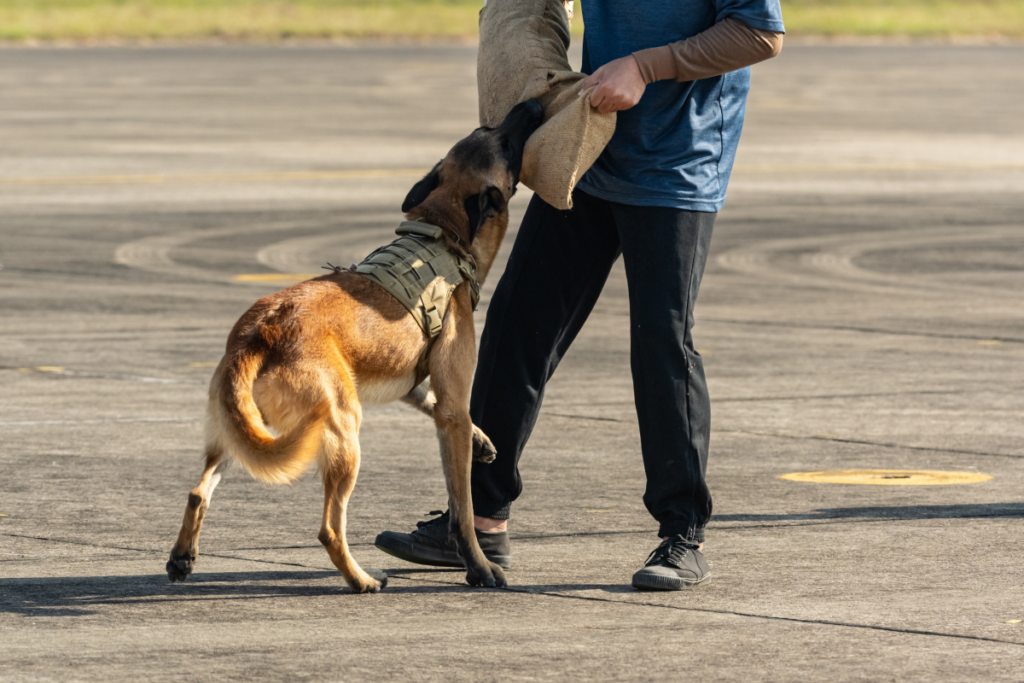 Dog holding a padded sleeve beside a person outdoors